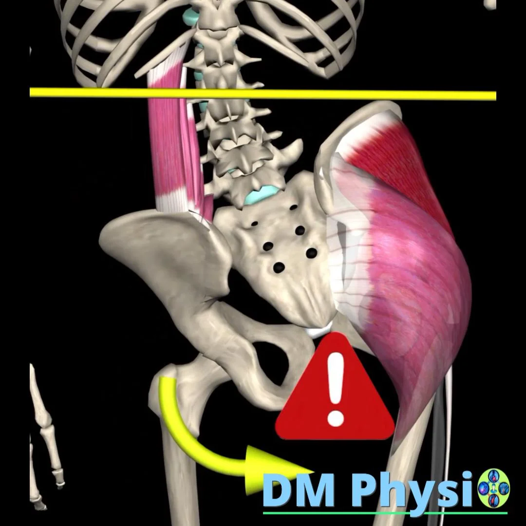 Глутеус медиус/минимус и стабилност на таза